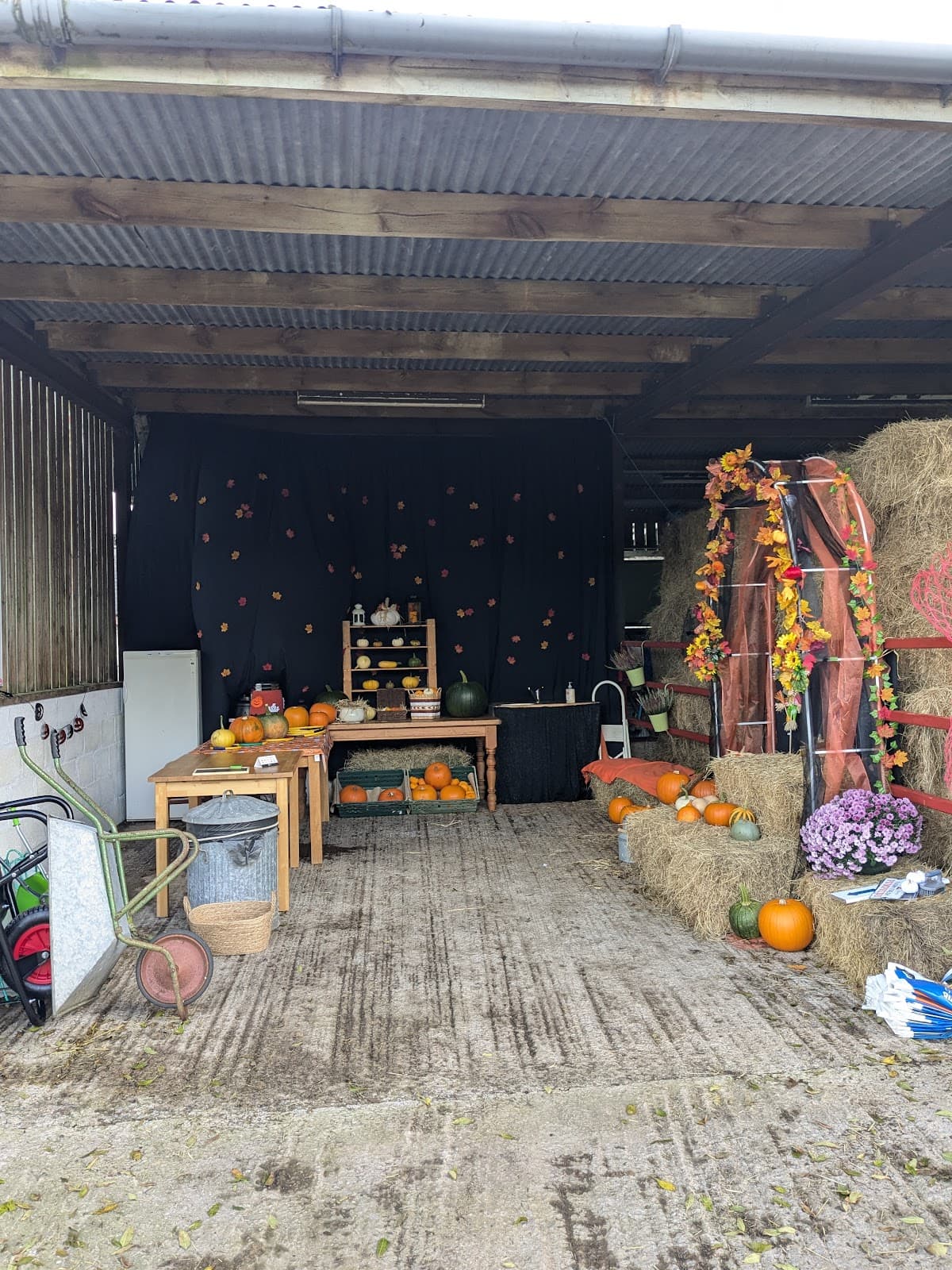 Moel Famau Pumpkins