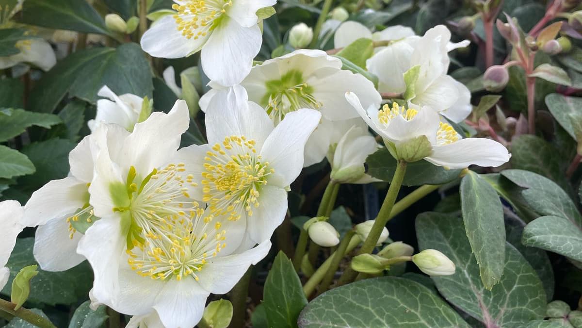 David G Ross Nursery