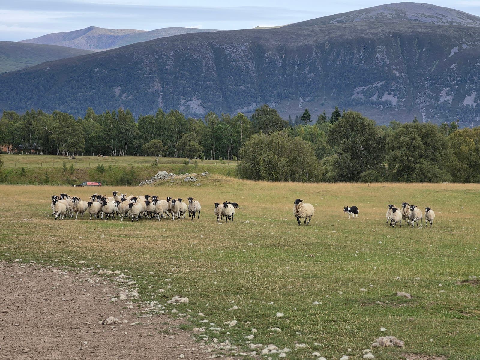 Leault Working Sheepdogs