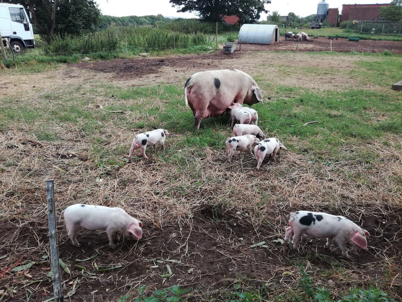 Fordhall Organic Farm