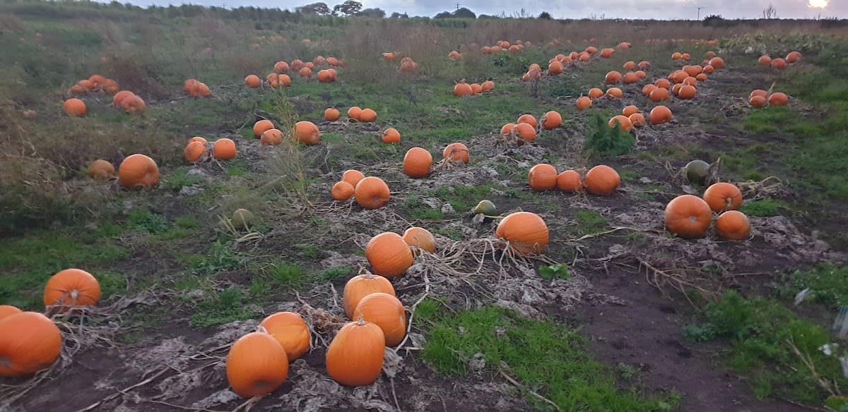 Cheshire Pick your Own Pumpkins Frodsham