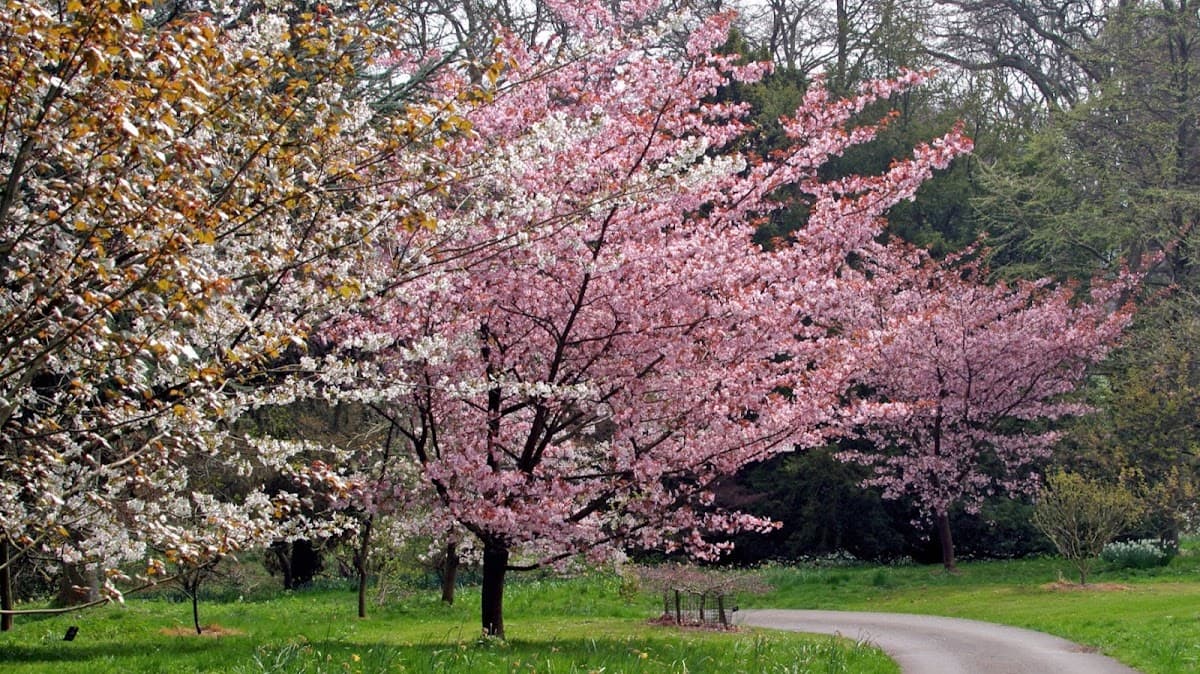 Batsford Arboretum and Garden Centre