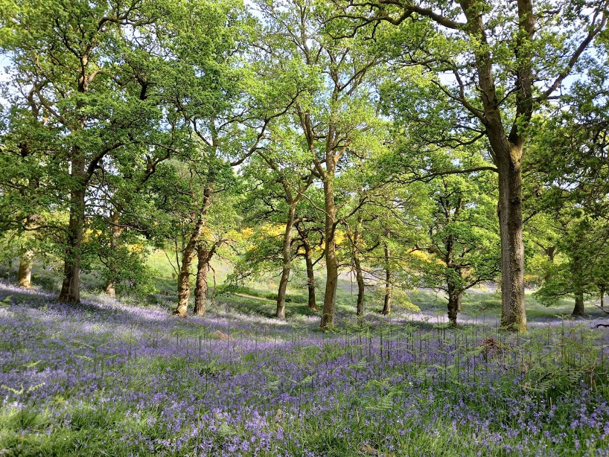 Kinclaven Bluebell Woods