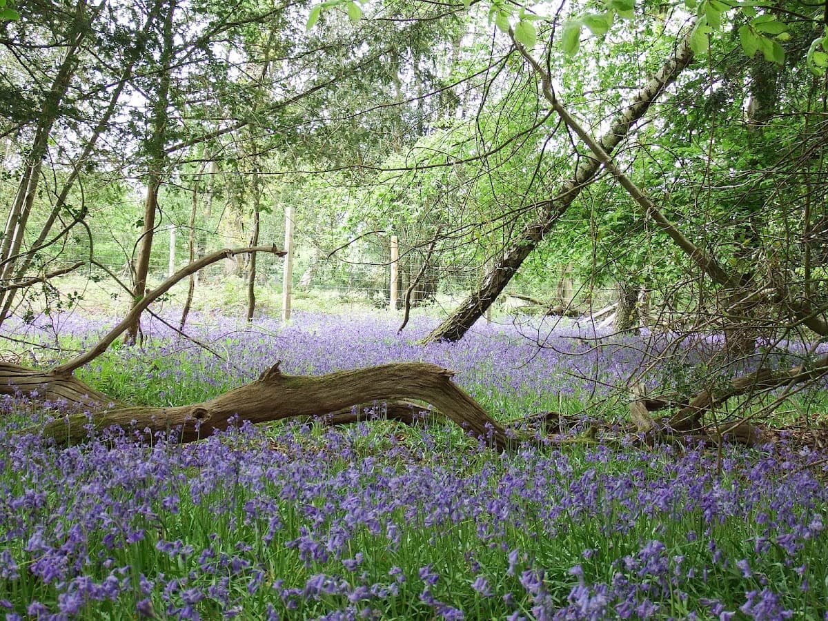 Roydon Woods Nature Reserve