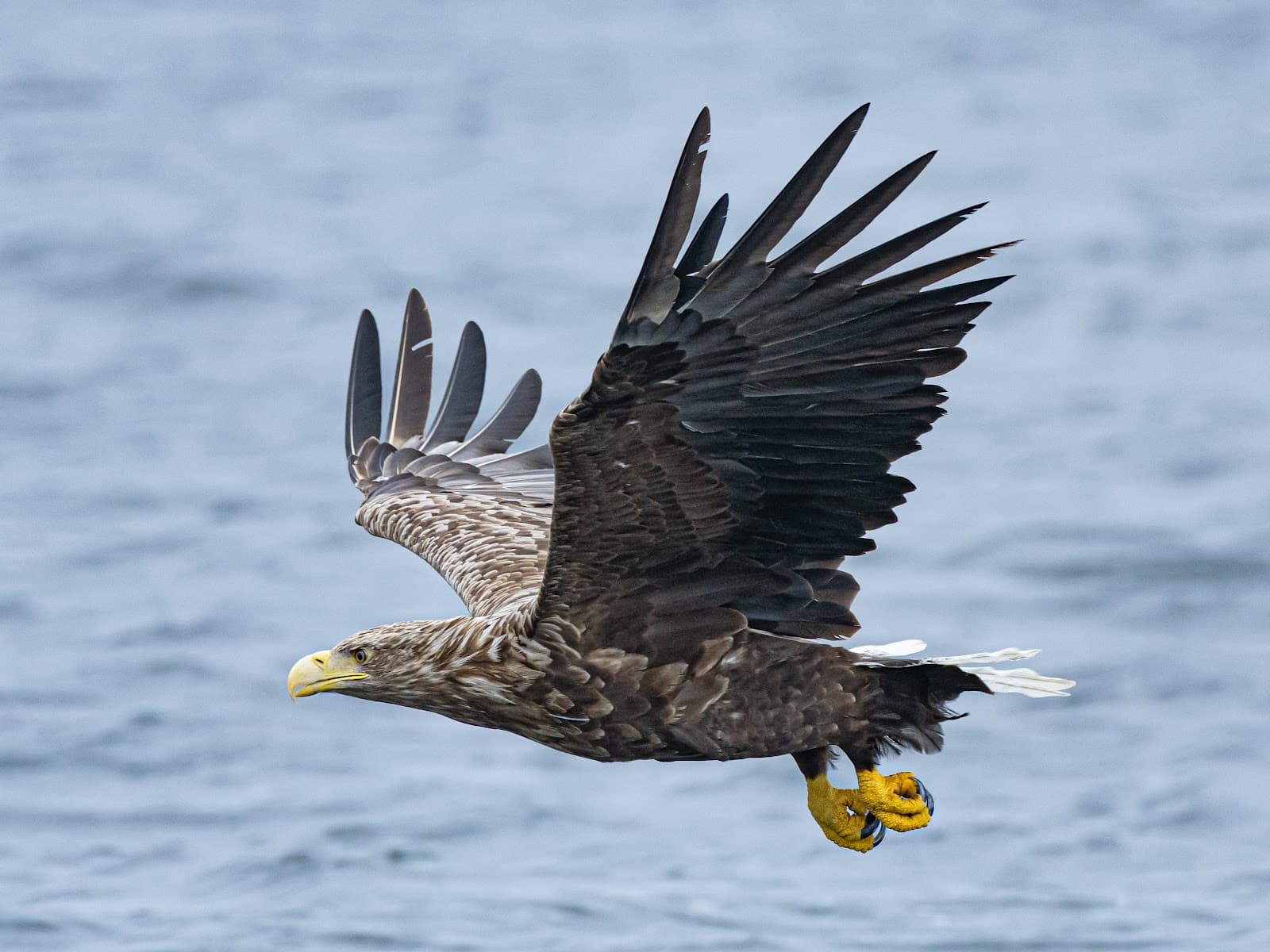 Mull Charters Sea Eagle Adventure